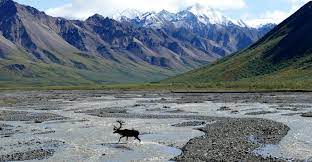 Alaska National Wildlife Refuge Survey Results