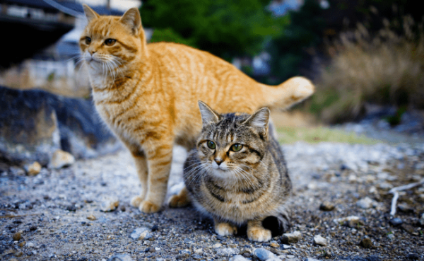 How do we combat the Prevalent Stray Cat Problem? Ways to keep cats of all ages off the roads.